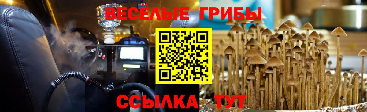 Псилоцибиновые грибы Psilocybine cubensis Кировск